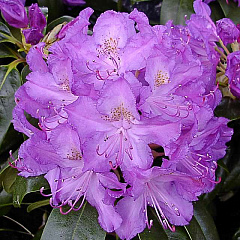 Рододендрон гибридный "Пурпуреум Грандифлорум" (Purpureum Grandiflorum)