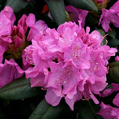 Рододендрон гибридный "Розеум Элеганс" (Roseum Elegans)